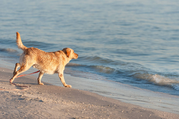 Playa apta para mascotas
 - Foto, Imagen
