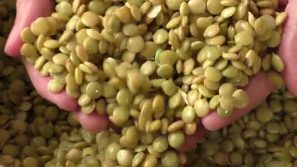 選択的な焦点でずぶぬれソフトレンズ豆の閉鎖 - 映像、動画