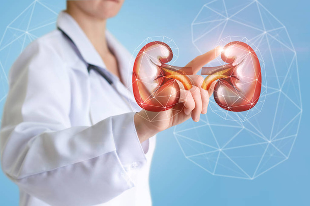 Urologist shows on-screen of a kidney. - Фото, зображення