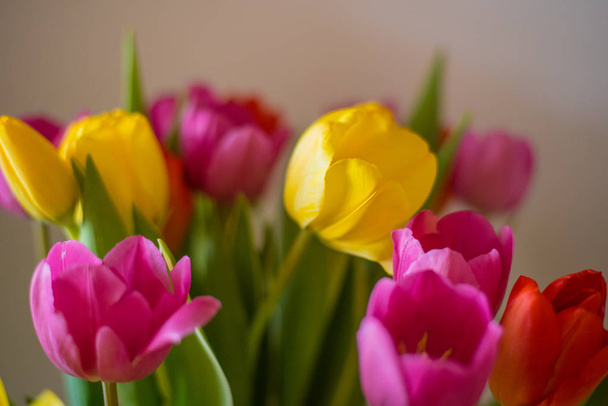 Bouquet of tulips isolated on beige background with clipping path. - 写真・画像