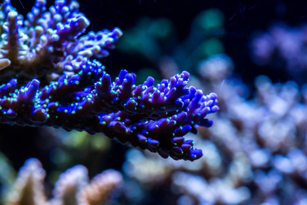 a coral közelről - Fotó, kép