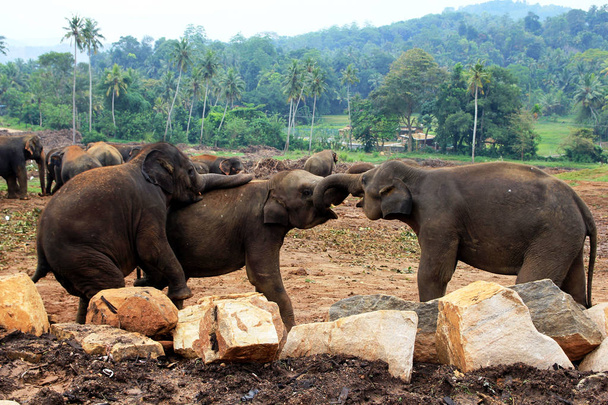 Een grote kudde bruin olifanten tegen de achtergrond van de jungle - Foto, afbeelding