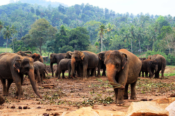 eine große Herde brauner Elefanten vor dem Hintergrund des Dschungels - Foto, Bild