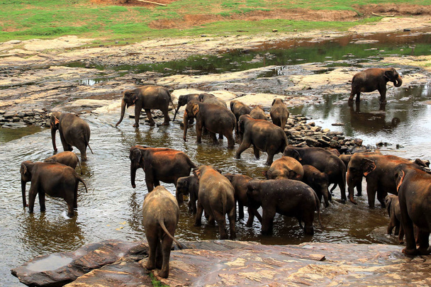 Una gran manada de elefantes marrones se bañan en el río
 - Foto, Imagen