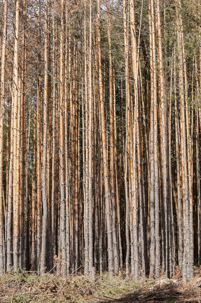 Floresta de pinheiro atacada por besouros gravadores
 - Foto, Imagem