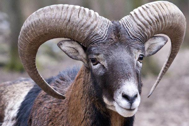 Mouflon ram - 写真・画像