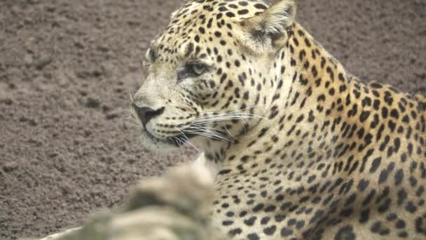 Ein Leopard holt in Superzeitlupe die Zunge raus - Filmmaterial, Video