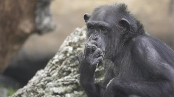 Closeup šimpanz škrábání nosu, plochý barevný, pomalý pohyb - Záběry, video