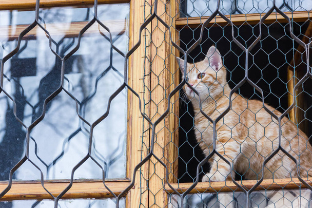 Gato vermelho sentado na janela e olha para fora através da grade preta
. - Foto, Imagem