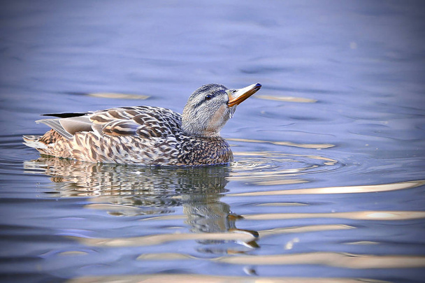 un canard gris sur l'eau
 - Photo, image