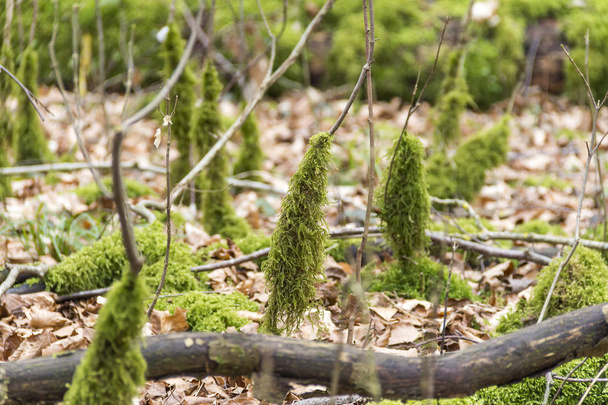 terrain forestier avec des stipes mousseux
 - Photo, image