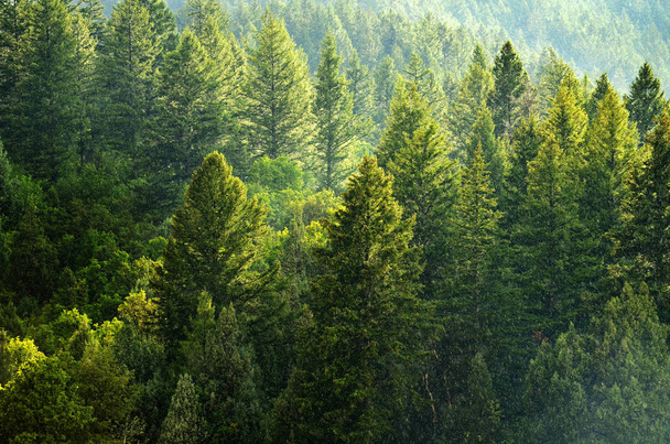 Pine Forest During Rainstorm Lush Trees - Foto, Imagem