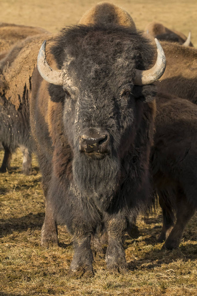 Стадо буйволів
 - Фото, зображення