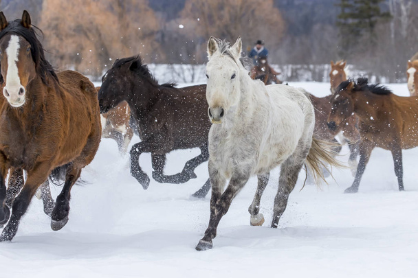 Pferde laufen im Schnee - Foto, Bild