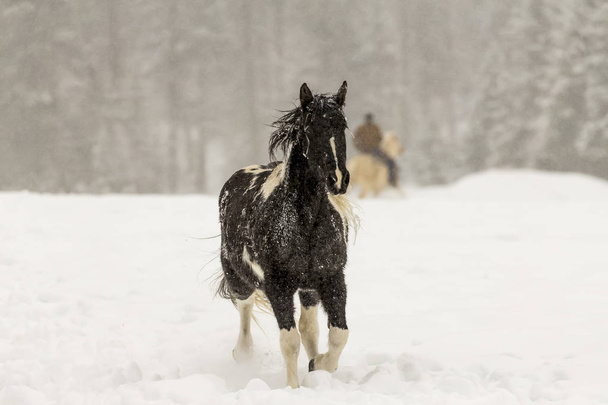 Karda koşan atlar - Fotoğraf, Görsel
