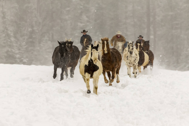 koně běžící ve sněhu - Fotografie, Obrázek