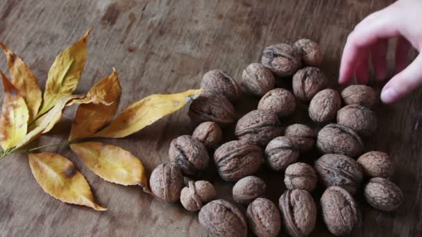 ripe walnuts in a peel - Footage, Video
