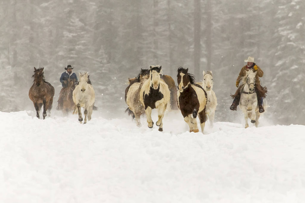 chevaux qui courent dans la neige - Photo, image
