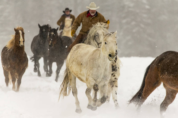 άλογα τρέχουν στο χιόνι - Φωτογραφία, εικόνα