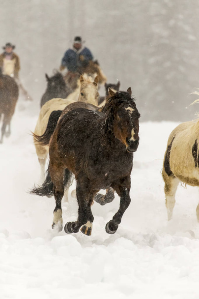 лошади бегут по снегу - Фото, изображение