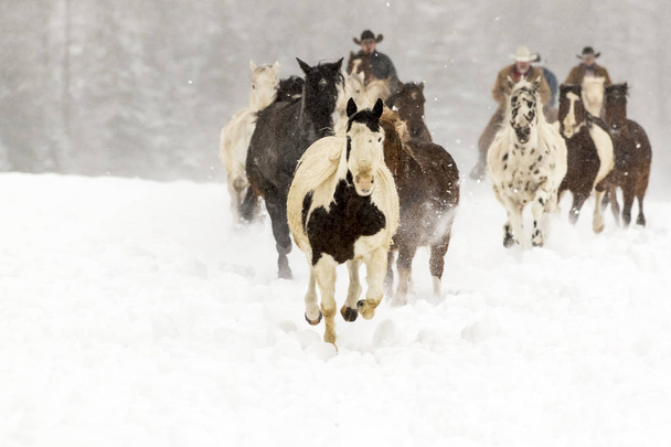 konie biegające w śniegu - Zdjęcie, obraz
