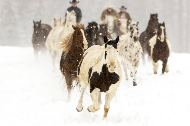 άλογα τρέχουν στο χιόνι - Φωτογραφία, εικόνα