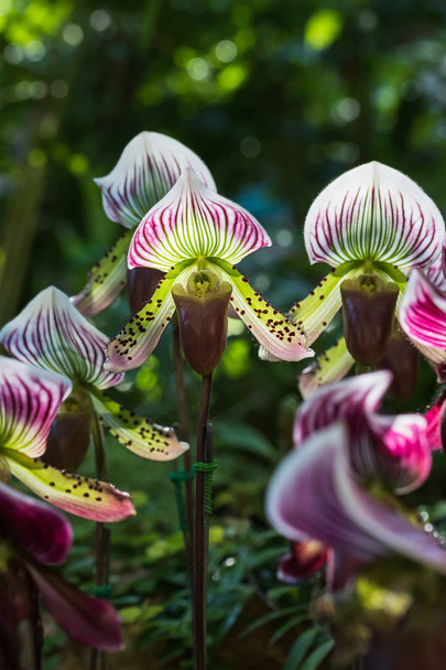 Paphiopedilum orchidej květina - Fotografie, Obrázek