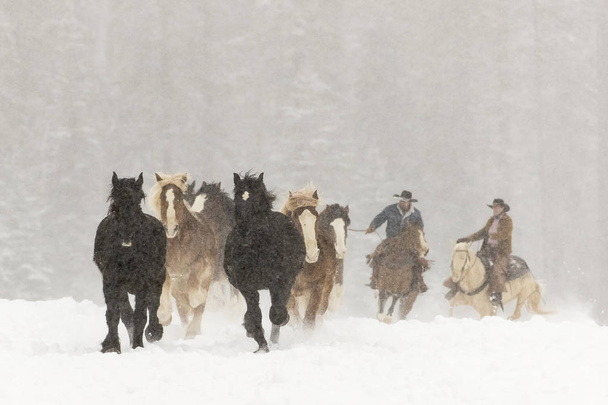 cavalli che corrono nella neve - Foto, immagini