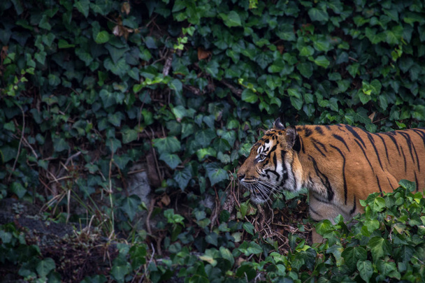 Суматранский горизонтальный тигр с копировальным пространством
 - Фото, изображение