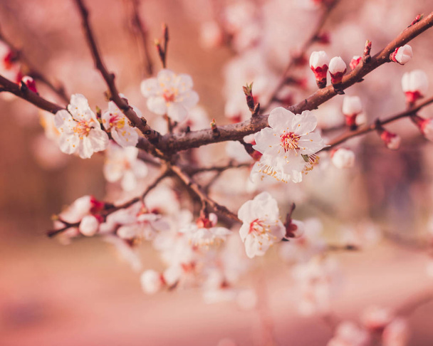 Kukkivan aprikoosipuun oksa. Kukkiva kevät. Kevään tausta
 - Valokuva, kuva