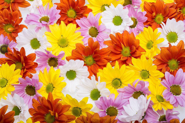 Primer plano de flores de crisantemo
 - Foto, imagen