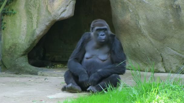v rozpacích gorila - Záběry, video