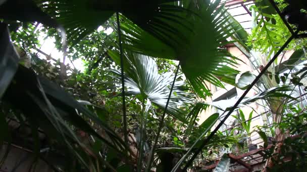 温室で熱帯植物 - 映像、動画