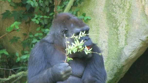 Gorilla beschermt voedsel - Video