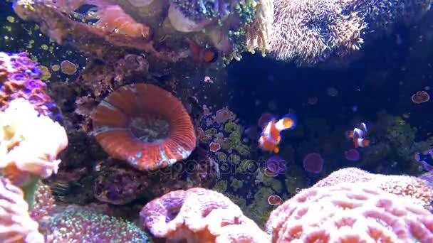 Clown ryb koupání v nádrži s coral 4k - Záběry, video