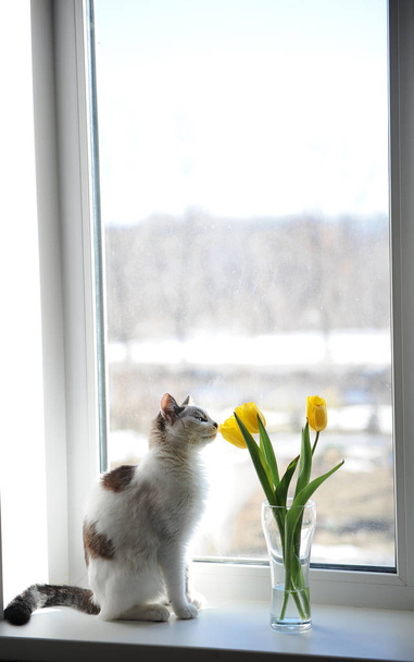 Gato blanco esponjoso y ramo de flores tulipanes amarillos en un jarrón de vidrio en un alféizar de ventana
 - Foto, Imagen