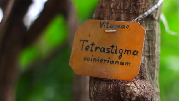 Branch of a tree with a plaque inscription - Footage, Video