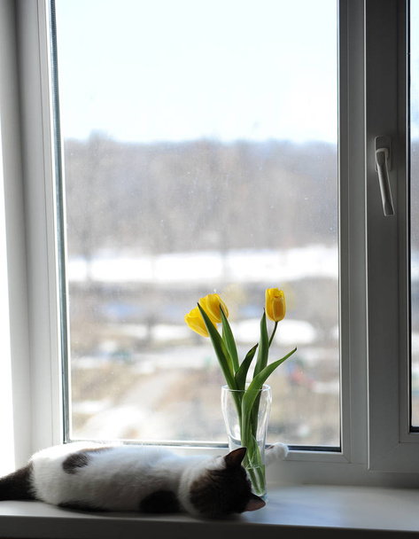 Chat pelucheux blanc et bouquet de fleurs tulipes jaunes dans un vase en verre sur un rebord de fenêtre
 - Photo, image