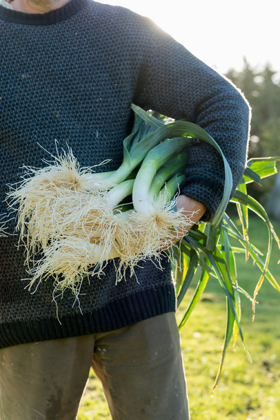 Man Holding a Bundle of Leeks with Cleaned Roots - Fotografie, Obrázek