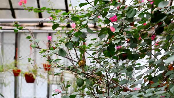 Arbusto bonito com flores
 - Filmagem, Vídeo