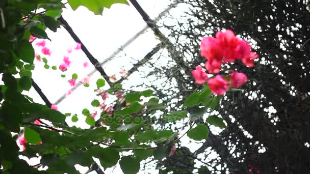viele kleine rosa Blüten - Filmmaterial, Video