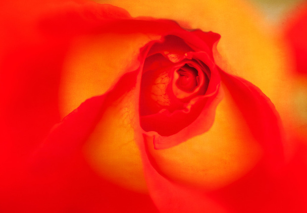 ένα vintage φόντο με το φωτεινό κόκκινο τριαντάφυλλο - Φωτογραφία, εικόνα