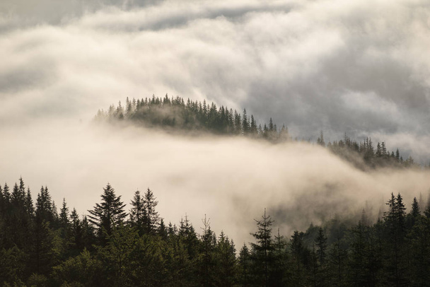 夏の間は霧で覆われている山の丘 - 写真・画像