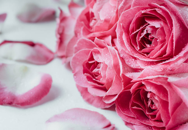 Macro photo of pink roses with water droplets. Symbol of love. - Fotó, kép