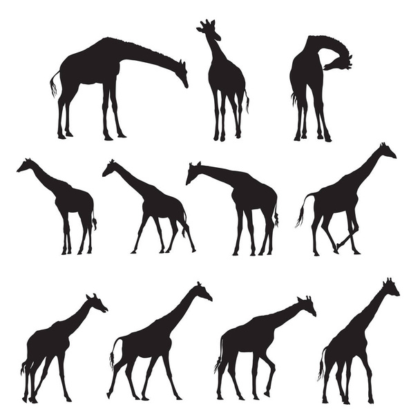 Aantal zwarte silhouetten van giraffen. - Vector, afbeelding