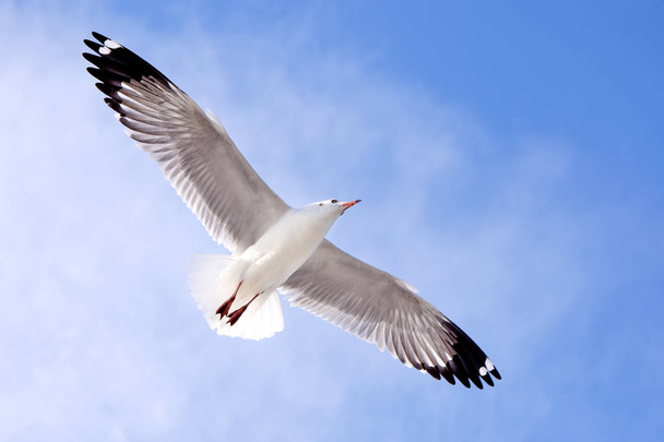 seagulls on sky - Photo, Image