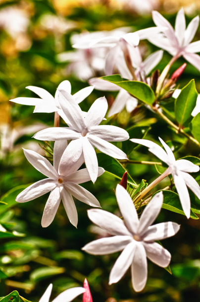 Cluster of jasmine flowers in hdr - Photo, Image