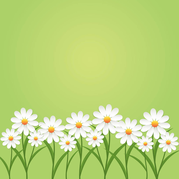 Chamomile flower on green background - ベクター画像