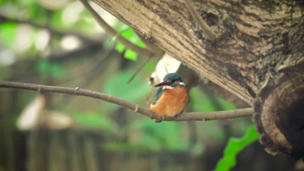4k video with kingfisher  - Footage, Video