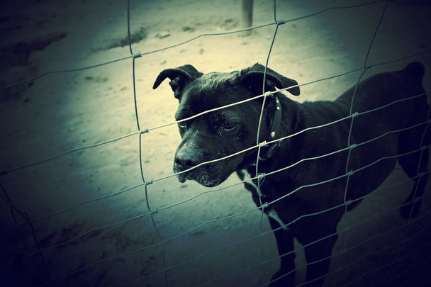 Criadero de perro bloqueado
 - Foto, imagen